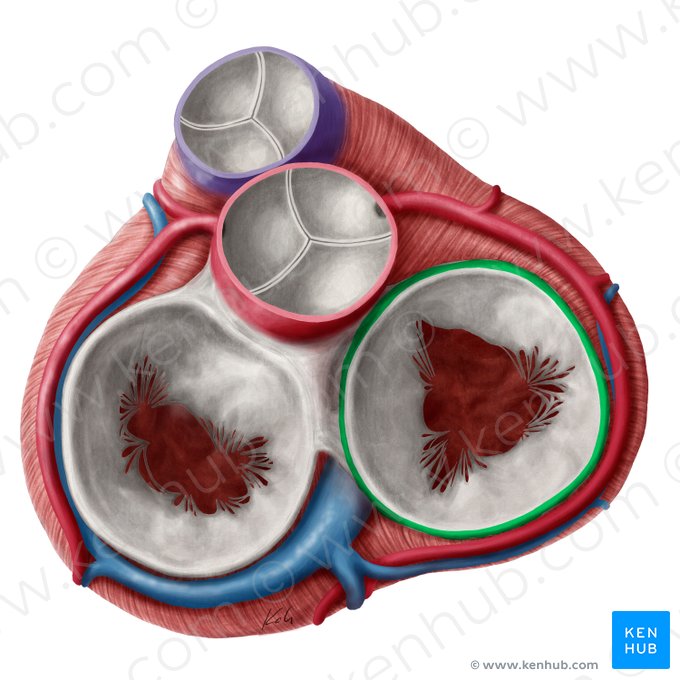 Anel fibroso da valva tricúspide (Anulus fibrosus valvae atrioventricularis dextrae); Imagem: Yousun Koh