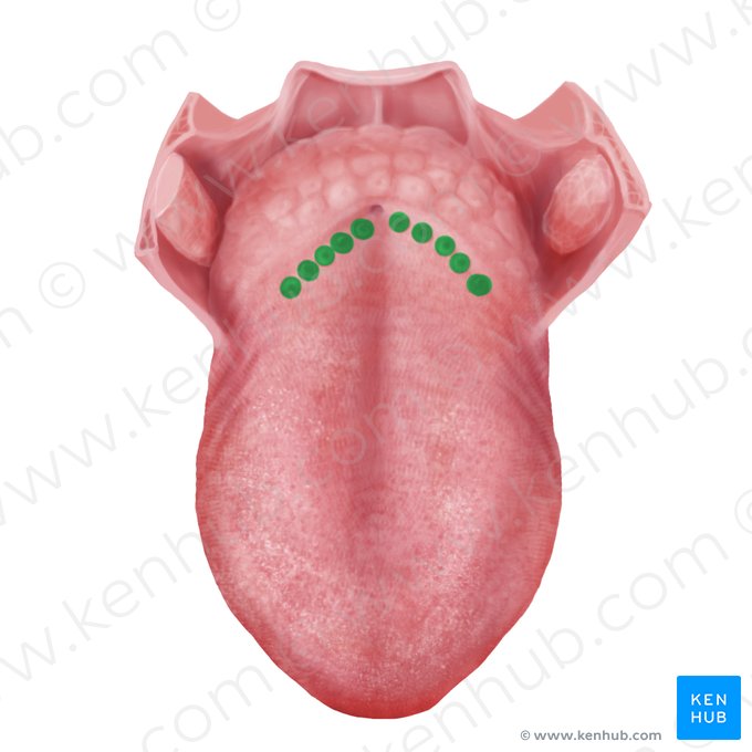 Vallate papillae (Papillae vallatae); Image: Begoña Rodriguez