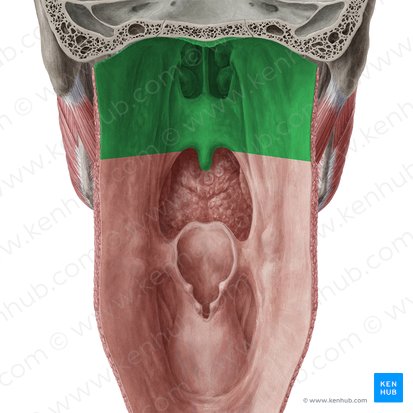 Nasopharynx (Pars nasalis pharyngis); Image: Yousun Koh