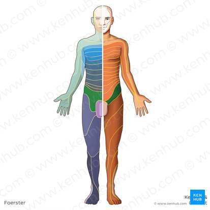 L1 dermatome (Dermatoma L1); Image: Irina Münstermann