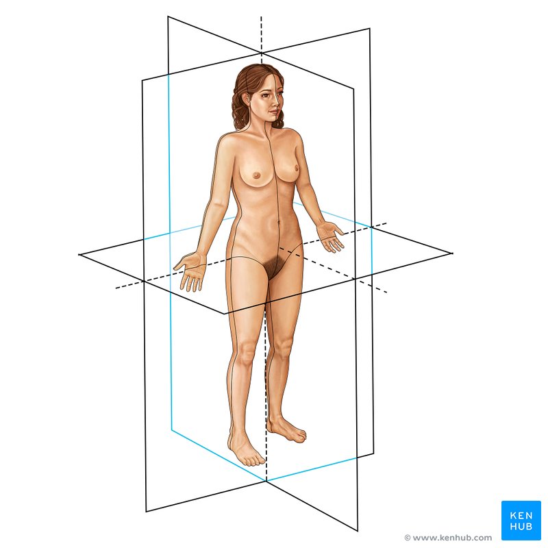 Anatomía básica: Posición anatómica y planos corporales