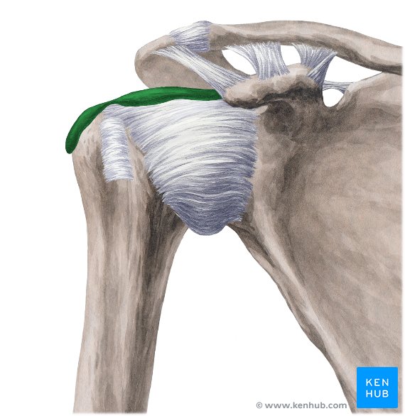 Subacromial bursa