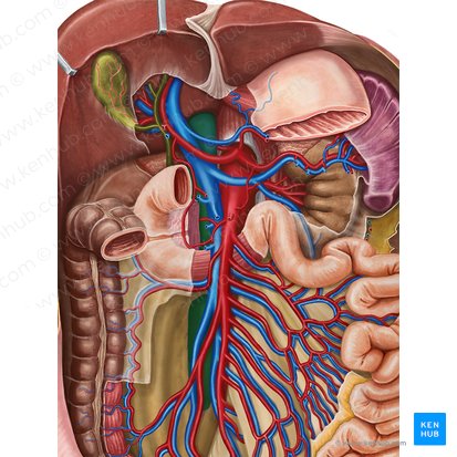 Inferior vena cava (Vena cava inferior); Image: Irina Münstermann
