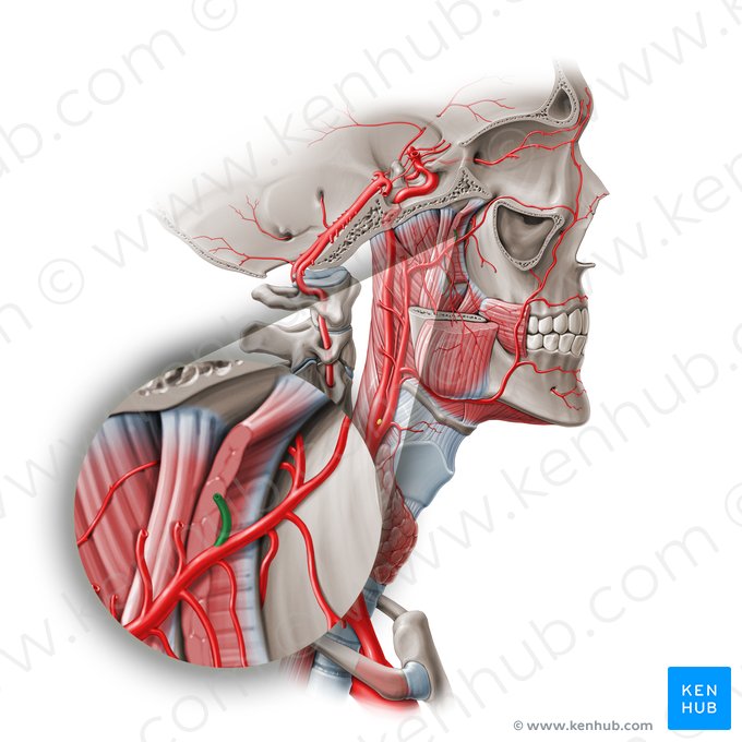 Arteria temporal profunda anterior (Arteria temporalis profunda anterior); Imagen: Paul Kim