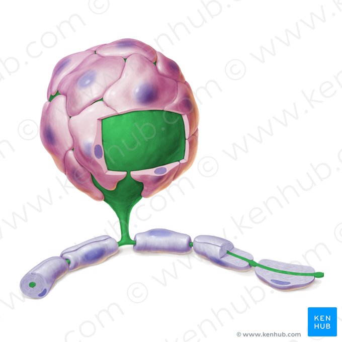 Neuron pseudounipolare (Pseudounipolare Nervenzelle); Bild: Paul Kim