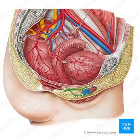 Internal pudendal artery (Arteria pudenda interna); Image: Irina Münstermann
