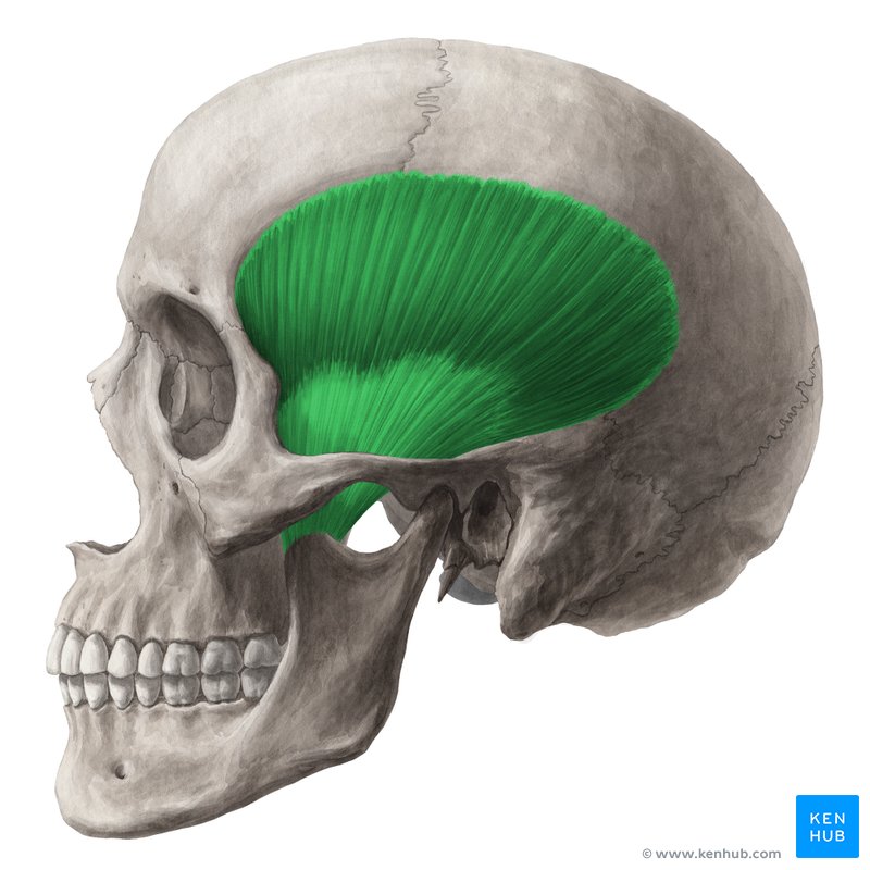 Temporalis muscle (Musculus temporalis)