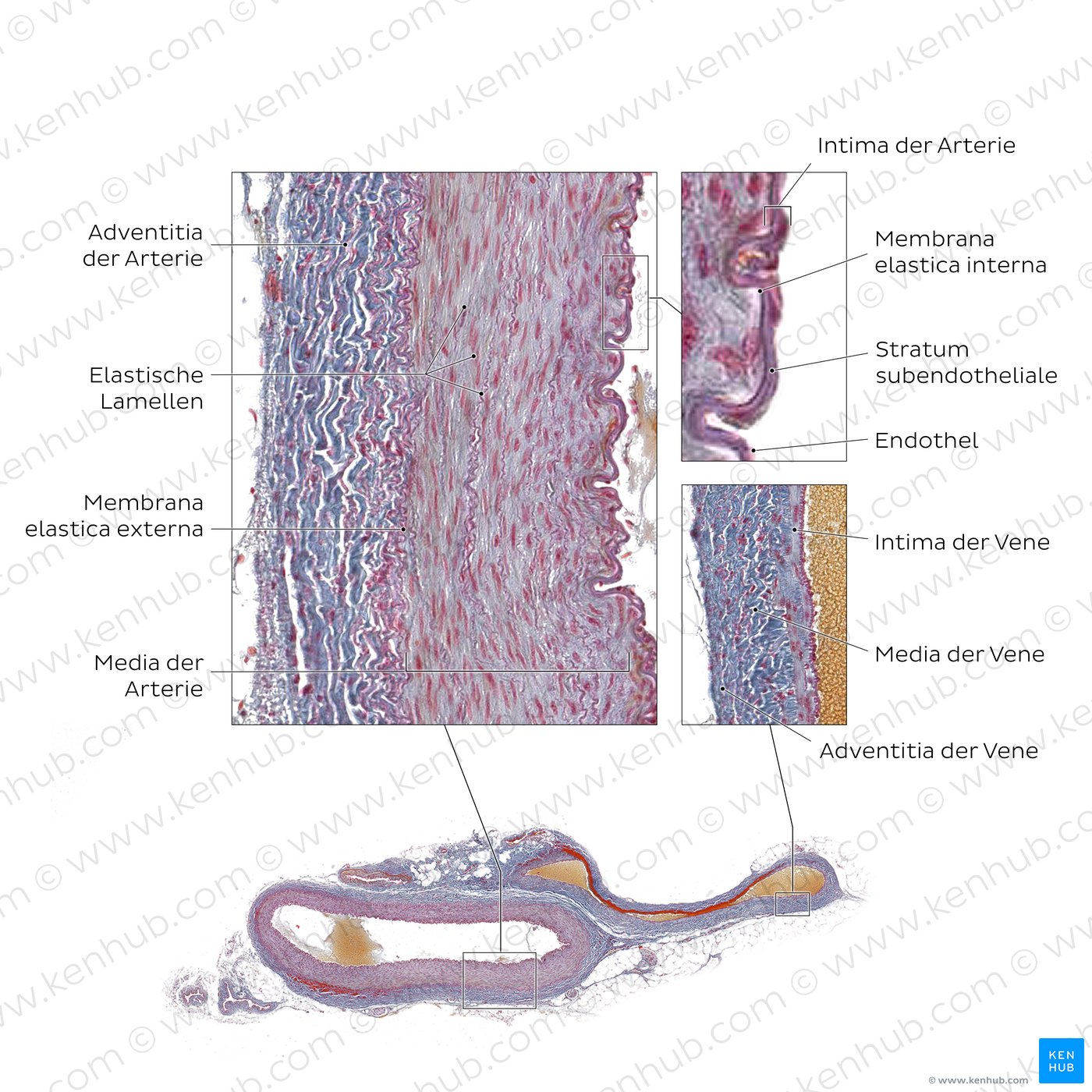 Histologische Färbung der Arterien- und Venenwand