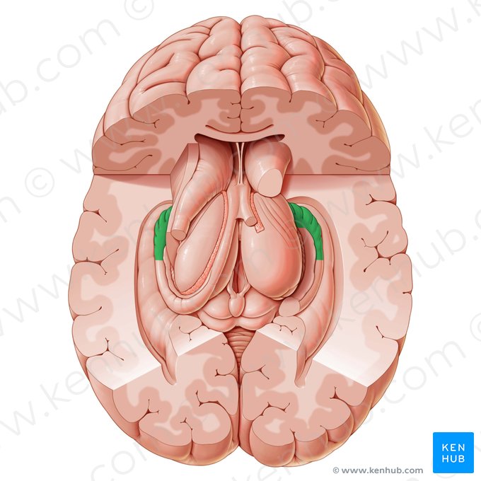 Hipocampo (Hippocampus); Imagen: Paul Kim