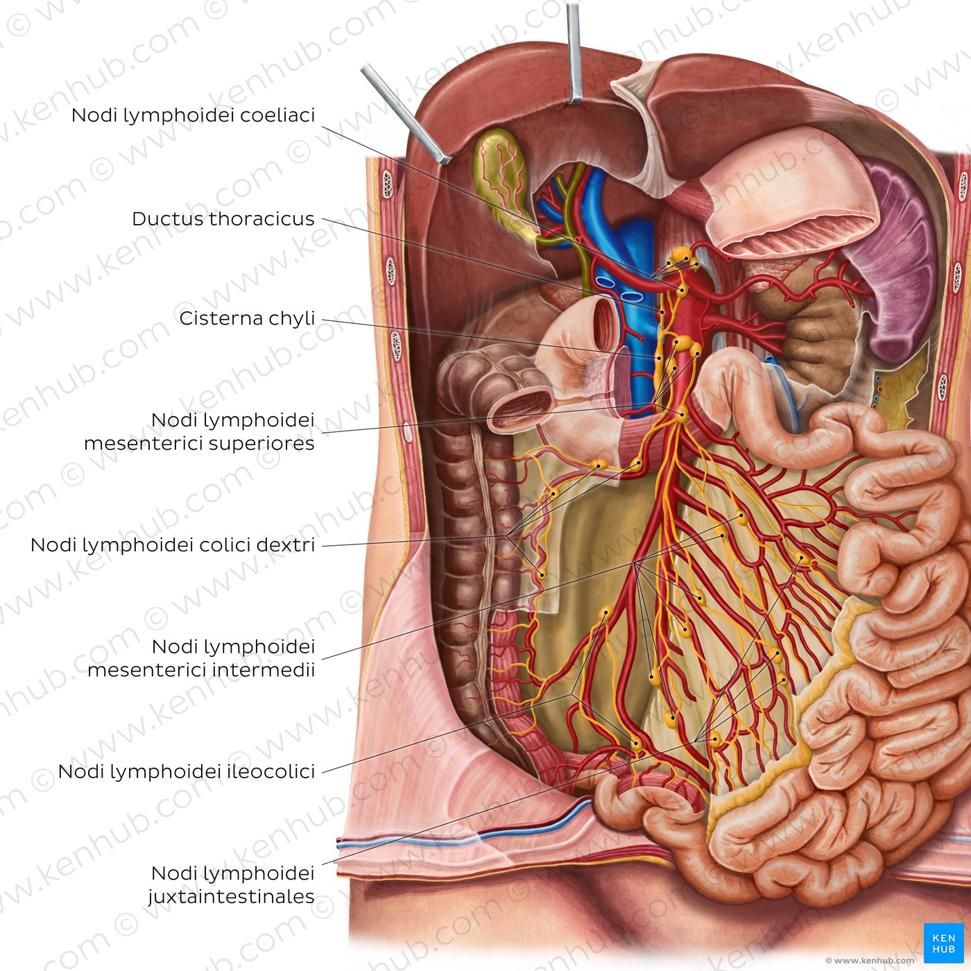 Lymph nodes of the small intestine