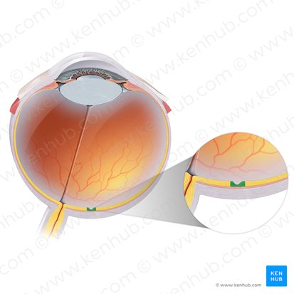 Fóvea central (Fovea centralis); Imagen: Paul Kim