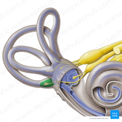 Posterior membranous ampulla (Ampulla membranacea posterior); Image: Paul Kim