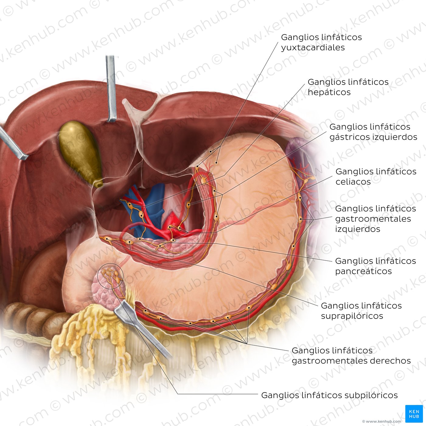 Lymphatics of the stomach and liver (anterior view)