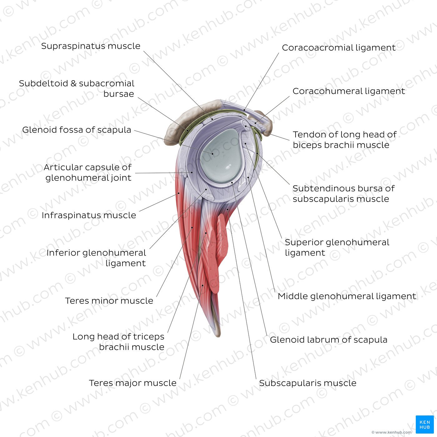 Shoulder (glenohumeral) joint