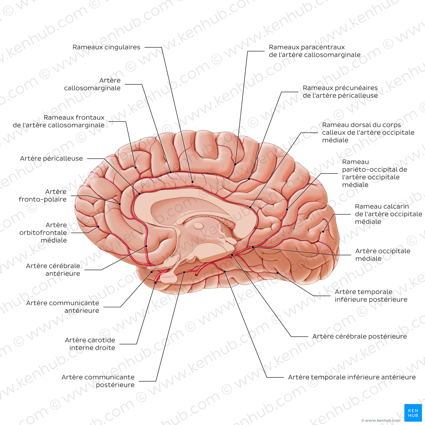 Blood supply to the corpus callosum and surrounding structures
