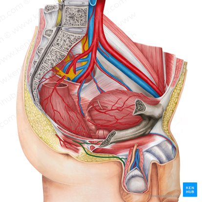 Artéria pudenda interna (Arteria pudenda interna); Imagem: Irina Münstermann
