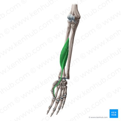 Músculo flexor longo do polegar (Musculus flexor pollicis longus); Imagem: Yousun Koh