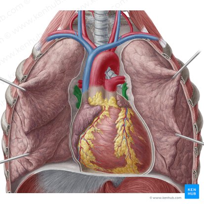 Venae pulmonales (Lungenvenen); Bild: Yousun Koh