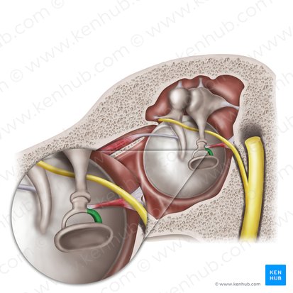 Posterior limb of stapes (Crus posterius stapedis); Image: Mao Miyamoto