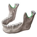 Mandibular notch