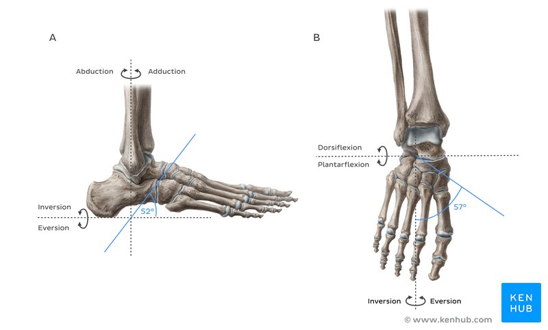 The oblique axis of the transverse tarsal joint is (A) inclined 52° superiorly from the transverse plane and (B) inclined 57° superiorly from the sagittal plane.