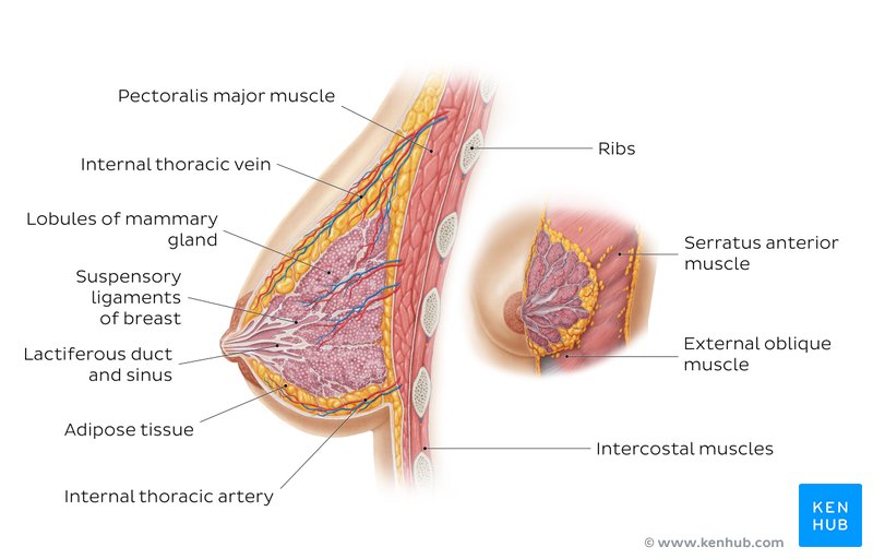 https://www.kenhub.com/thumbor/6nSRDi5K_AdTwQpE-hylsMSrKeA=/fit-in/800x1600/filters:watermark(/images/logo_url.png,-10,-10,0):background_color(FFFFFF):format(jpeg)/images/article/en/breast-cancer-development-after-prophylactic-subcutaneous-mastectomy/Qn7R42FAtI1x1GAapf1rw_the-female-breast-structure_english.jpg