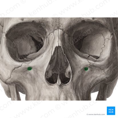 Foramen infraorbitario del hueso maxilar (Foramen infraorbitale maxillae); Imagen: Yousun Koh