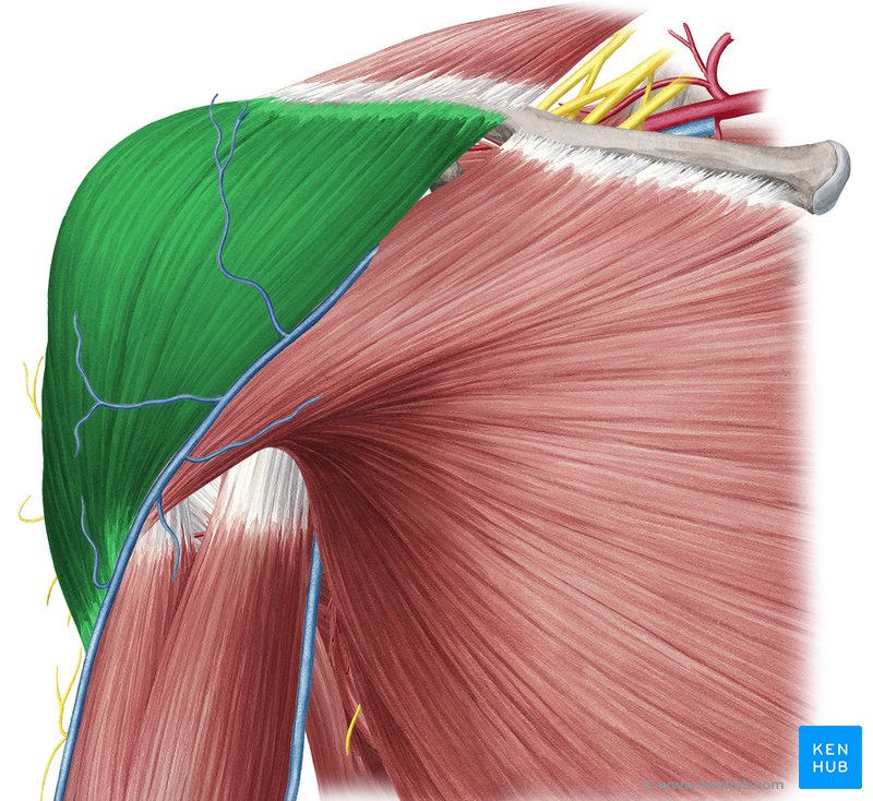 Musculus deltoideus: Anatomie, Aufbau und Funktion | Kenhub