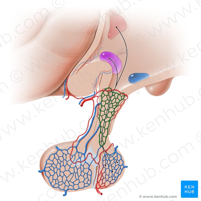 Rete capillare primarium systematis portalis hypophysialis (Primäres Kapillarnetz des hypophysären Pfortadersystems); Bild: Paul Kim