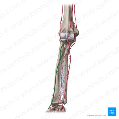 Arteria radialis (Speichenarterie); Bild: Yousun Koh