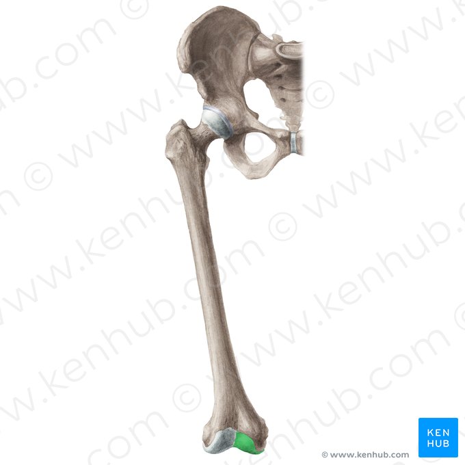 Medial condyle of femur (Condylus medialis ossis femoris); Image: Liene Znotina