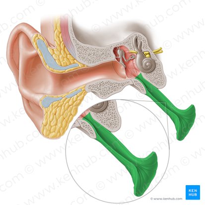 Auditory tube (Tuba auditiva); Image: Paul Kim