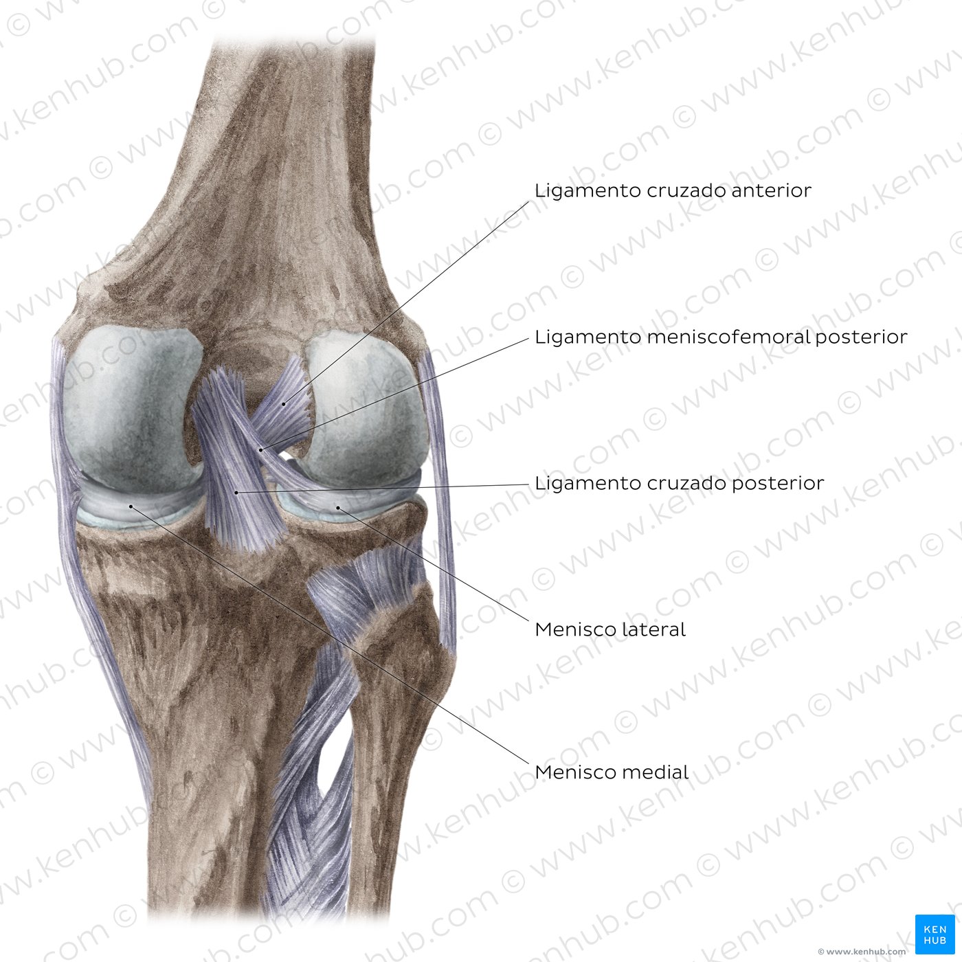 Articulación de la rodilla: ligamentos intracapsulares y meniscos (vista posterior)