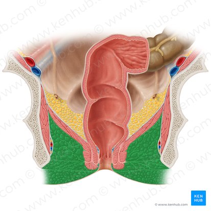 Ischioanal fossa (Fossa ischioanalis); Image: Samantha Zimmerman