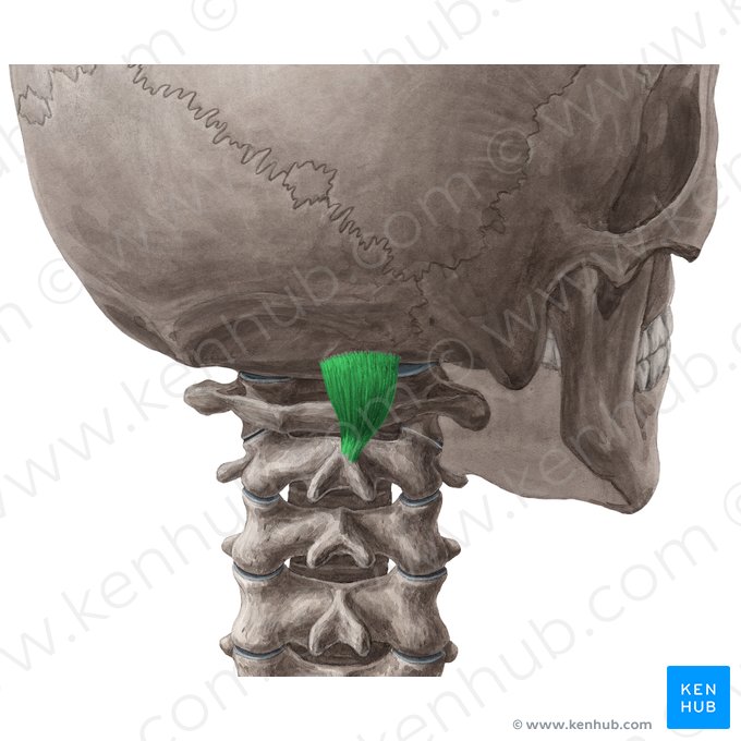 Musculus rectus capitis posterior major (Großer hinterer gerader Kopfmuskel); Bild: Yousun Koh