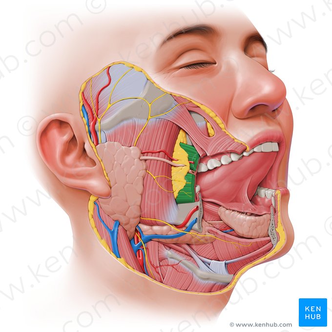 Músculo bucinador (Musculus buccinator); Imagem: Paul Kim