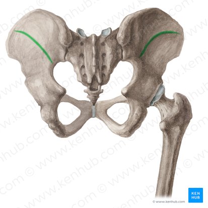 Linha glútea anterior (Linea glutea anterior ossis ilii); Imagem: Liene Znotina