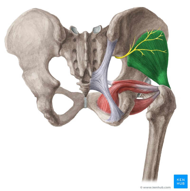 Músculo glúteo mínimo (verde) e nervo glúteo superior (amarelo) - vista posterior
