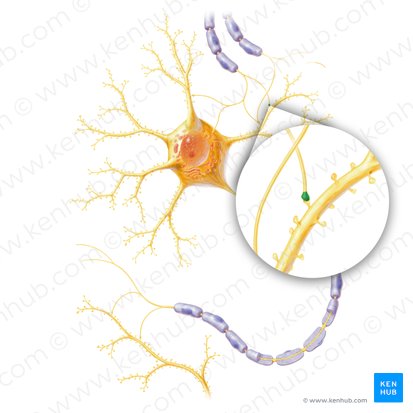 Terminal bouton of axon (Bulbuli terminales axonis); Image: Paul Kim