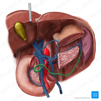 Venas gastroomentales (Venae gastroomentales); Imagen: Begoña Rodriguez