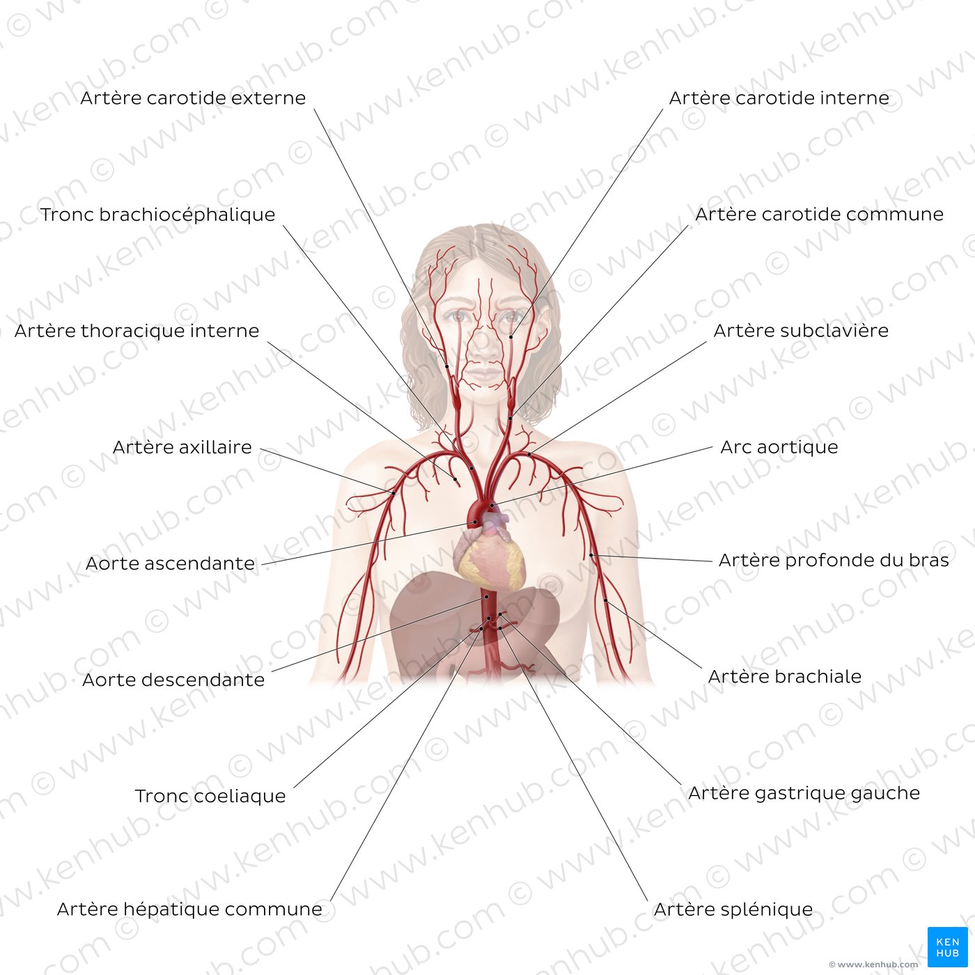 Système cardiovasculaire : Artères de la partie supérieure du corps