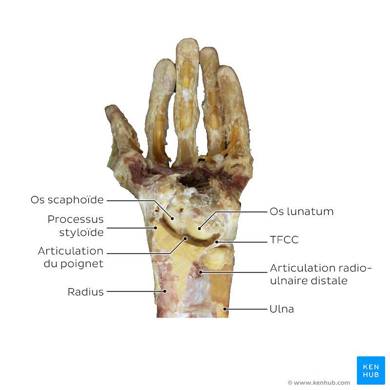 Anatomie du poignet