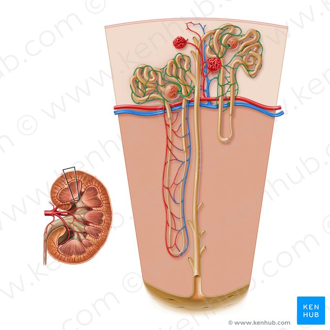 Capilares peritubulares del riñón (Capillaries peritubulares renis); Imagen: Paul Kim