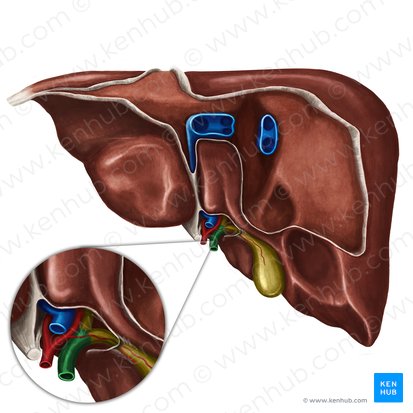 Bile duct (Ductus biliaris); Image: Irina Münstermann