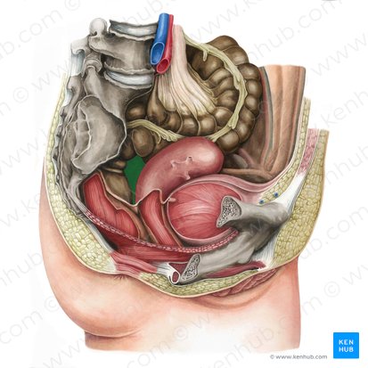 Fondo de saco recto-uterino (Excavatio rectouterina); Imagen: Irina Münstermann