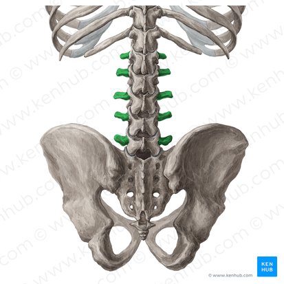 Processus transversi vertebrarum L1-L5 (Querfortsätze der Wirbel L1-L5); Bild: Yousun Koh