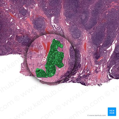 Seromucous salivary gland; Image: 
