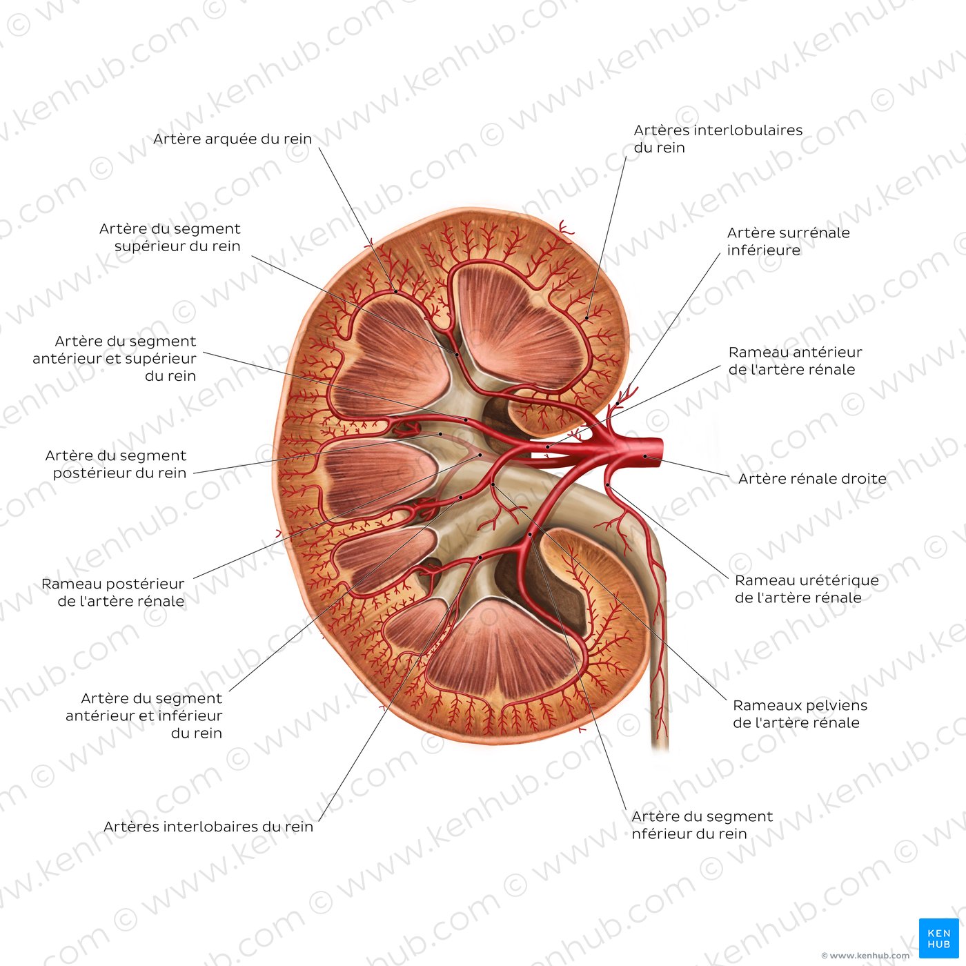 Renal arteries