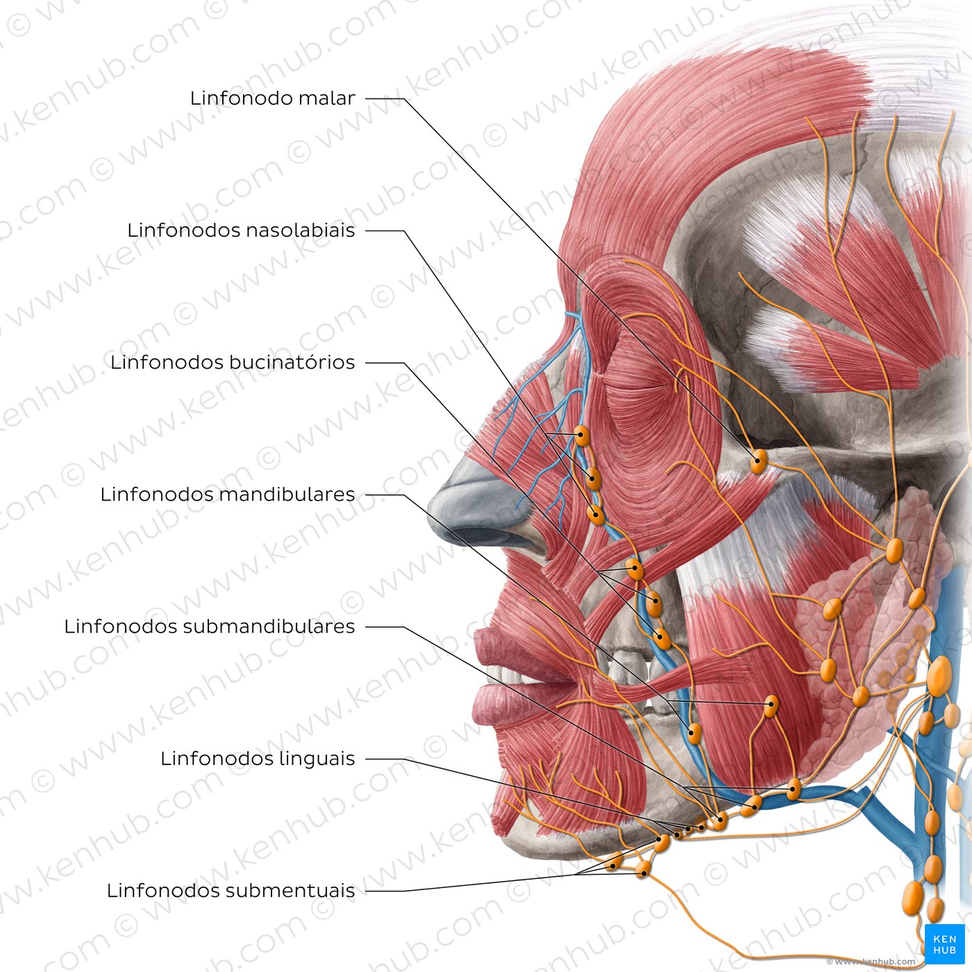 Drenagem linfática da cabeça (vista lateral)