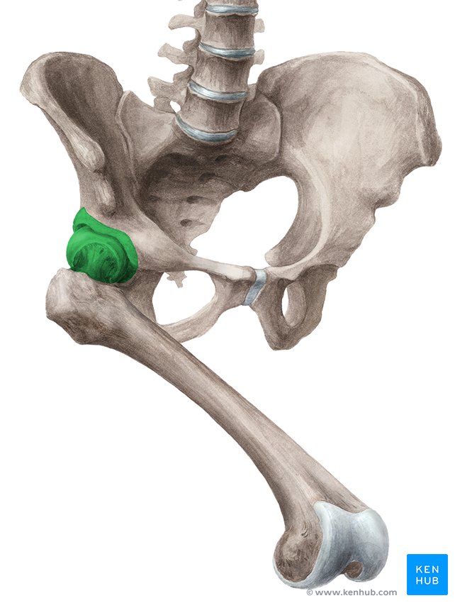 Hip joint: Bones, movements, muscles Biology Diagrams